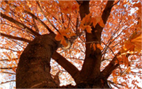 艾皇手机号测压